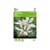 Prachtkaars - Gaura Sparkle White 2 Prachtkaars - Gaura Sparkle White -Aanbiedingen Intieme Eden Winkel prachtkaars gaura sparkle white 1646840393 1704 600