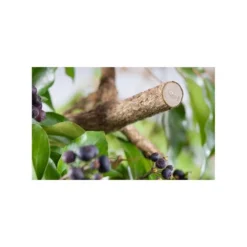 Premium Snoeischaar BP50 GARDENA 8 Premium Snoeischaar BP50 GARDENA -Aanbiedingen Intieme Eden Winkel premium snoeischaar bp50 gardena 1606816828 4 600