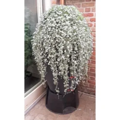 Regenton Antraciet - 360 Liter -Aanbiedingen Intieme Eden Winkel regenton antraciet 360 liter 1566069314 1 600