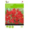 Reukerwt Royal Family Rood - Lathyrus Odoratus