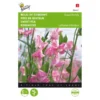 Reukerwt Royal Family Roze - Lathyrus Odoratus 1 Reukerwt Royal Family Roze - Lathyrus Odoratus -Aanbiedingen Intieme Eden Winkel reukerwt royal family roze lathyrus odoratus 1646840329 389 600