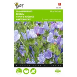 Slangenkruid Blue Bedder - Echium Plantagineum