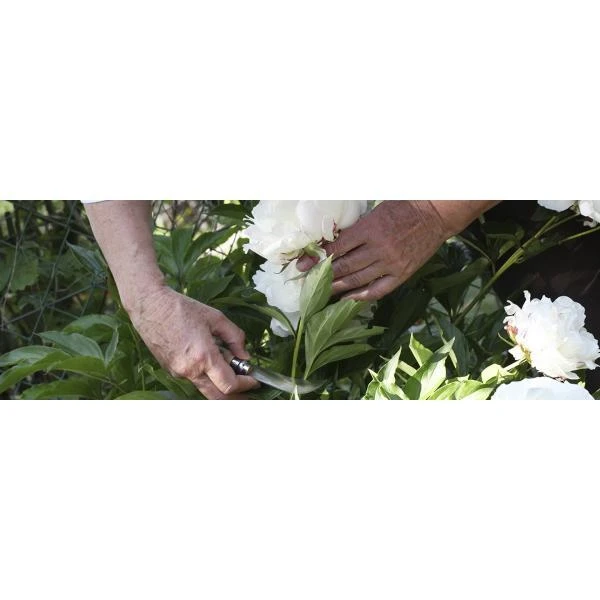 Snoeimes - Entmes - OPINEL N°8 4 Snoeimes - Entmes - OPINEL N°8 - Afbeelding 2