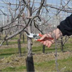 Snoeischaar FELCO 2 Klassiek + Gratis RESERVEMES 2/3 -Aanbiedingen Intieme Eden Winkel snoeischaar felco 2 1517234196 3 600