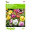 Strobloem - Helichrysum Bracteatum -Aanbiedingen Intieme Eden Winkel strobloem helichrysum bracteatum 1646840328 371 600