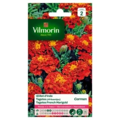 Tagetes Carmen - Tagetes Patula