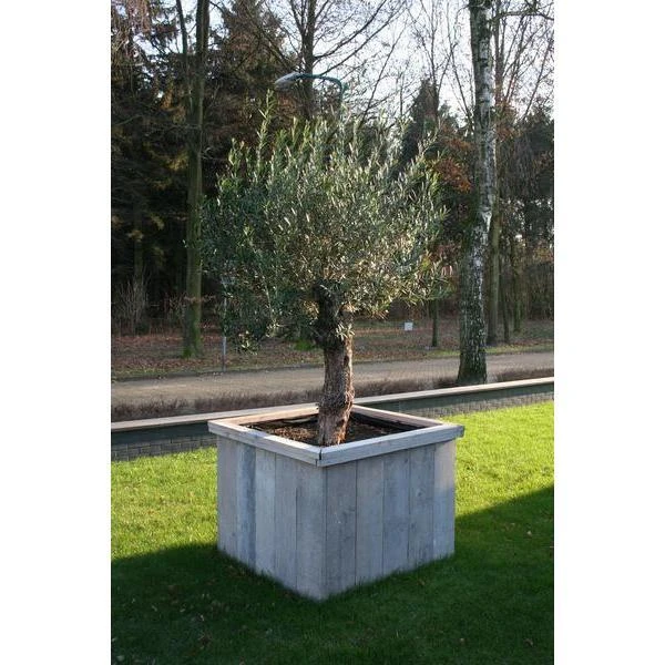 Thermobeschermhoes Jumbo Voor Planten - 240 × 200 Cm 6 Thermobeschermhoes Jumbo Voor Planten - 240 × 200 Cm - Afbeelding 4