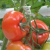 Tomaten Trossteun Wit - Set Van 100 Stuks -Aanbiedingen Intieme Eden Winkel tomatentrossteunen 1484056718 1 600
