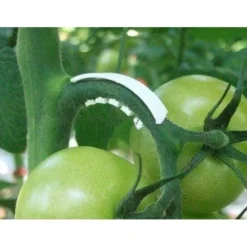 Tomaten Trossteun Wit - Set Van 100 Stuks -Aanbiedingen Intieme Eden Winkel tomatentrossteunen 1484056718 3 600