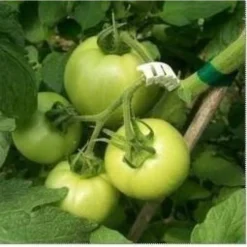 Tomaten Trossteun Wit - Set Van 100 Stuks -Aanbiedingen Intieme Eden Winkel tomatentrossteunen 1484056718 4 600