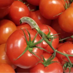 Tomaten Trossteun Wit - Set Van 100 Stuks -Aanbiedingen Intieme Eden Winkel tomatentrossteunen 1536691845 1 600