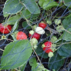 Tuinnet Grofmazig 10 × 15 M 5 Tuinnet Grofmazig 10 × 15 M -Aanbiedingen Intieme Eden Winkel tuinnet grofmazig 10 x 15 m 1619525457 2 600