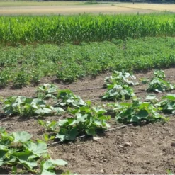 Vloeidarm Rol 250 Meter -Aanbiedingen Intieme Eden Winkel vloeidarm rol 250 meter 1532606530 1 600