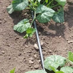 Vloeidarm Rol 250 Meter