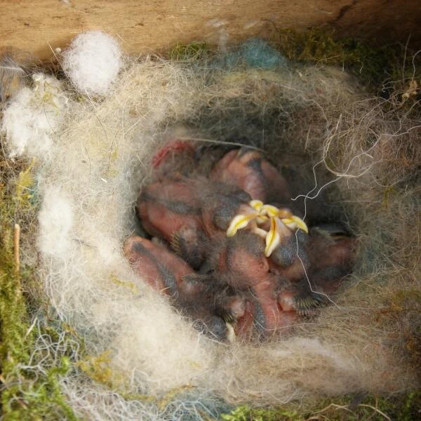 Nestkast + Voederhuis - Multiholk Yellow Cottage 5 Nestkast + Voederhuis - Multiholk Yellow Cottage - Afbeelding 3