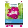 Winde Roze - Ipomoea Dubbel (Klimmer) -Aanbiedingen Intieme Eden Winkel winde roze ipomoea dubbel klimmer 1646840341 647 600
