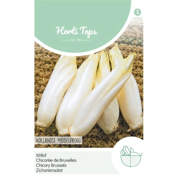 Witlof Hollandse Middelvroeg - Cichorium Intybus 3 Witlof Hollandse Middelvroeg - Cichorium Intybus