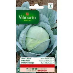 Witte Kool Roem Van Enkhuizen