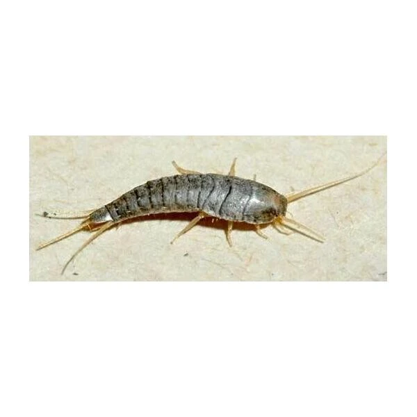 Zilvervisjes- En Papiervisjesvallen + Lokstof - Set Van 5 Stuks 3 Zilvervisjes- En Papiervisjesvallen + Lokstof - Set Van 5 Stuks