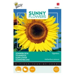 Zonnebloem Gigant - Helianthus Annuus (Sunflowers)