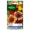 Zonnebloem Herfstschone - Helianthus Annuus -Aanbiedingen Intieme Eden Winkel zonnebloem herfstschone helianthus annuus 1646839549 249 600