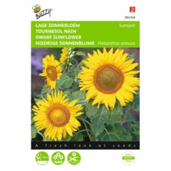 Zonnebloem Sunspot - Helianthus Annuus