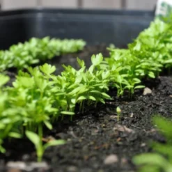 Zaaibak Zwart 57 × 42 × 8 Cm -Aanbiedingen Intieme Eden Winkel zwarte zaaibak 55 x 40 x 8 cm 1484055699 5 600